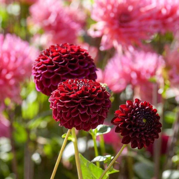 Bulbes à fleurs à planter au printemps - Dahlia pompon natal (x1) - face recto